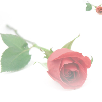 Leiv Ragnvald  Rolandsen